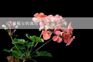 橄榄豆的栽培