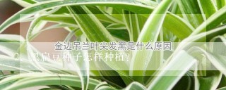 黑扁豆种子怎样种植？