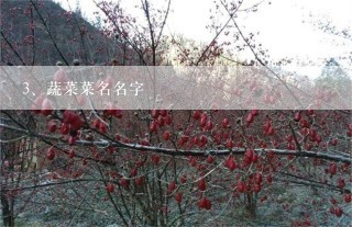 蔬菜菜名名字