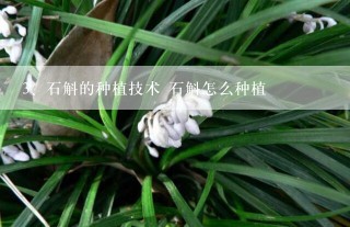 石斛的种植技术 石斛怎么种植