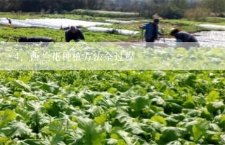 西兰花种植方法全过程