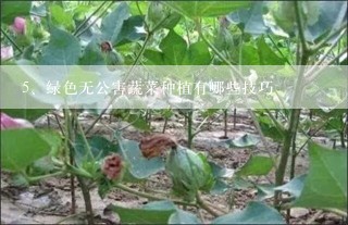 绿色无公害蔬菜种植有哪些技巧