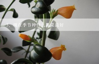 现在季节种什么蔬菜最好