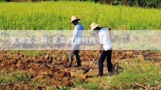 苋菜怎么种 苋菜的种植技术