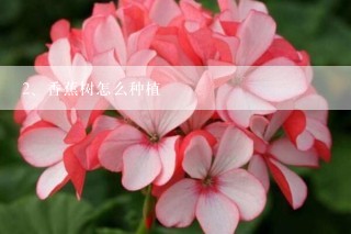 香蕉树怎么种植