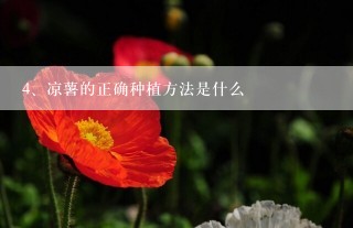 凉薯的正确种植方法是什么