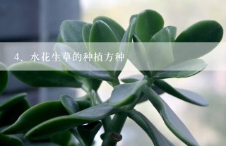 水花生草的种植方种