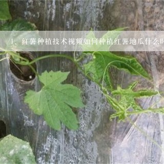 红薯种植技术视频如何种植红薯地瓜什么时间种