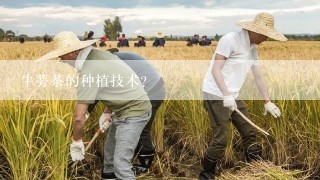 牛蒡茶的种植技术？