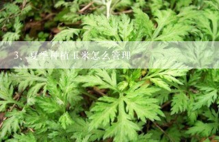 夏季种植玉米怎么管理