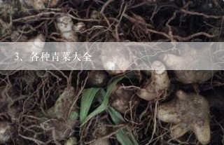 各种青菜大全