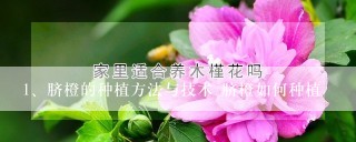 脐橙的种植方法与技术 脐橙如何种植