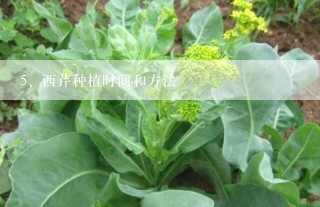 西芹种植时间和方法