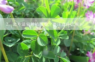 北方温室种植菠萝，要注意什么呢？