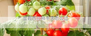 常见的蔬菜种类100种