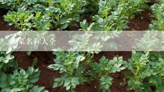 蔬菜名称大全