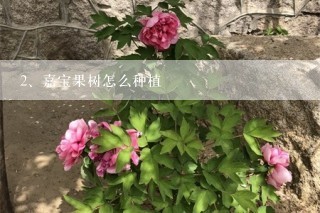 嘉宝果树怎么种植