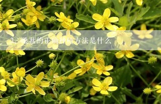 桑葚的正确种植方法是什么