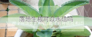 提子应该怎么种植_提子的种植技术(2)