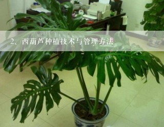 西葫芦种植技术与管理方法