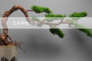 芝麻种植方法