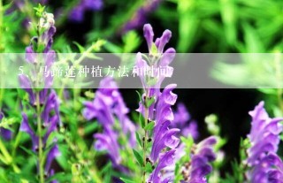 马蹄莲种植方法和时间