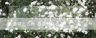 蘑菇怎么种 蘑菇种植技术