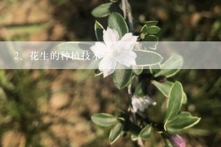 花生的种植技术