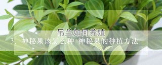 神秘果该怎么种 神秘果的种植方法