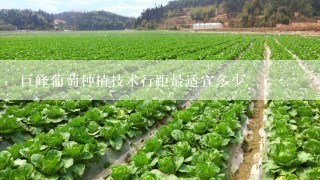 巨峰葡萄种植技术行距最适宜多少