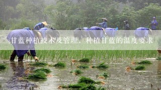 甘蓝种植技术及管理，种植甘蓝的温度要求