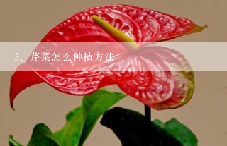 芹菜怎么种植方法