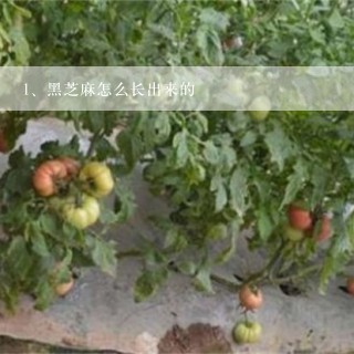 黑芝麻怎么长出来的