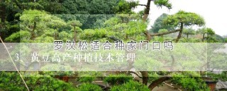 黄豆高产种植技术管理