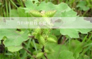 ﻿当归种植技术建议