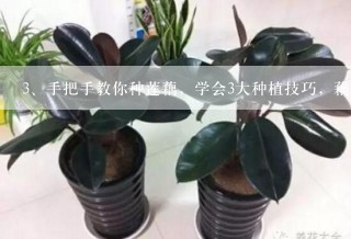 手把手教你种莲藕，学会3大种植技巧，藕长得又大又