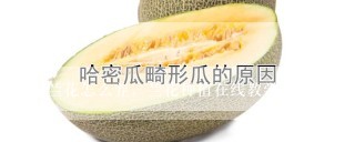 兰花怎么养，兰花种植在线教学视频 第3集