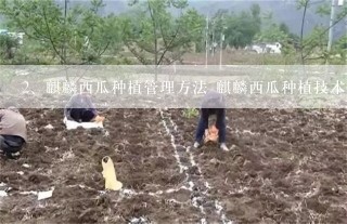 麒麟西瓜种植管理方法 麒麟西瓜种植技术