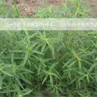 手把手教你阳台种菜，六步轻松种植阳台蔬菜