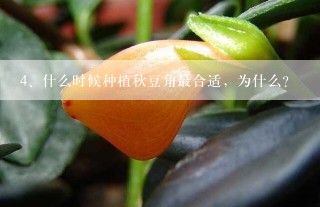 什么时候种植秋豆角最合适，为什么？