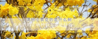 夜来香的正确种植方法是什么