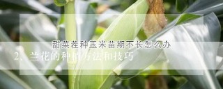 兰花的种植方法和技巧