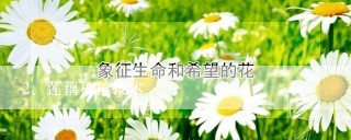 莲藕种植技术