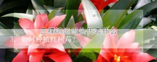 如何种植红树莓？