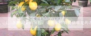 各种蔬菜的图片，请大家给我提供常见的各种蔬菜的图