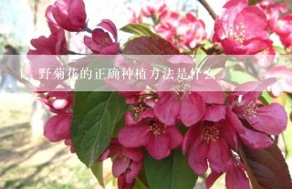 野菊花的正确种植方法是什么