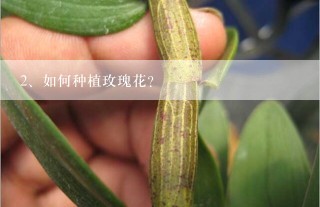 如何种植玫瑰花?