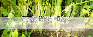 100种蔬菜名称？