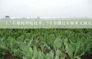 石榴树种植技术，5个步骤让石榴果又圆又大又多