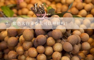 紫色大白菜春天可以种植吗？